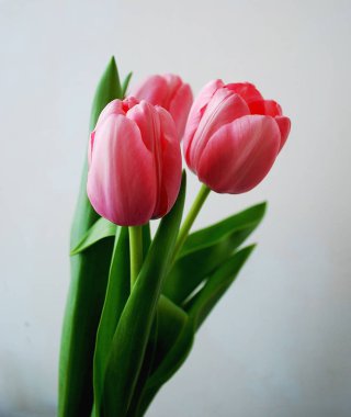   Tatil fotoğraf kavramı. Gri arka plan üzerinde pembe laleler.  