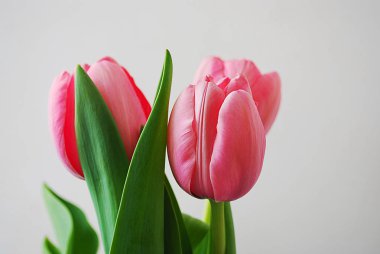   Tatil fotoğraf kavramı. Gri arka plan üzerinde pembe laleler.  