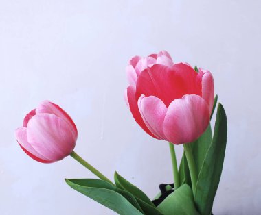   Tatil fotoğraf kavramı. Gri arka plan üzerinde pembe laleler.  