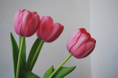   Tatil fotoğraf kavramı. Gri arka plan üzerinde pembe laleler.  
