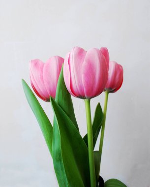   Tatil fotoğraf kavramı. Gri arka plan üzerinde pembe laleler.  