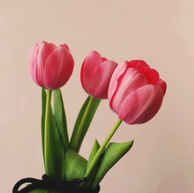   Tatil fotoğraf kavramı. Gri arka plan üzerinde pembe laleler.  