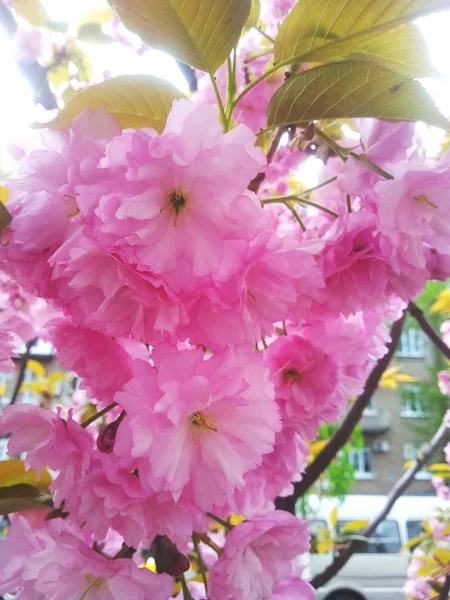 Blüten Einer Rosa Kirsche Kirschblüten Frühling — Stockfoto