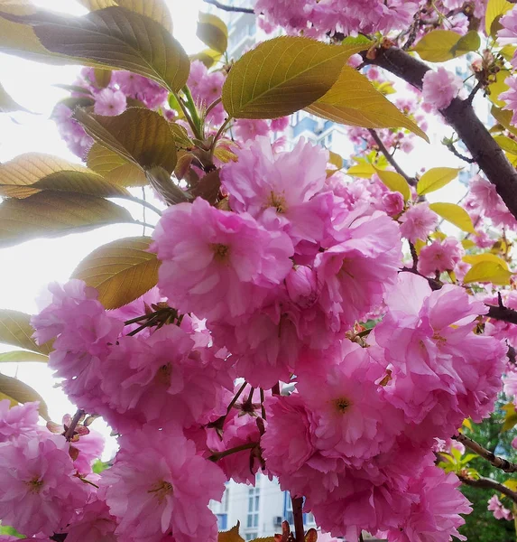 Pembe Bir Kiraz Çiçekleri Bahar Kiraz Çiçek — Stok fotoğraf