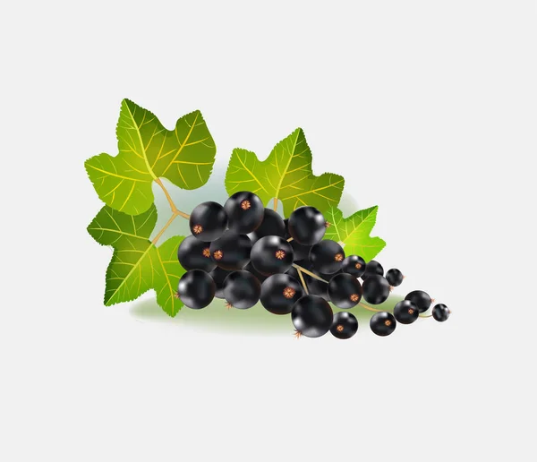 Vector Illustration Black Currant Isolated White Background Realistic Vector — Stock Vector