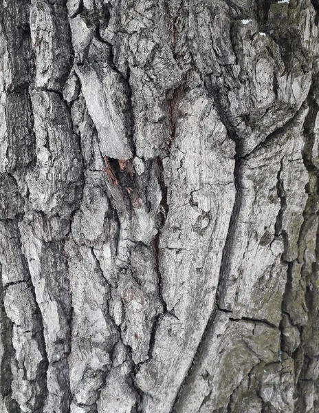 Oak bark macro, tree trunk close-up, texture