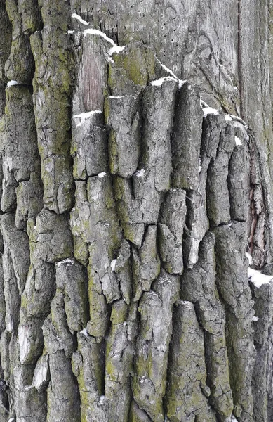 Oak Φλοιός Μακροεντολή Γκρο Πλαν Κορμό Δέντρου Υφή — Φωτογραφία Αρχείου