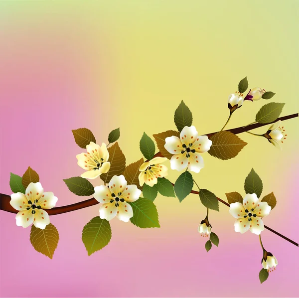 Vector Illustratie Voorjaar Wakker Worden Bloemen Sakura Bloesem Postkaart — Stockvector