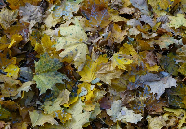 Осенние Листья Желтые Красные Текстура Фон — стоковое фото
