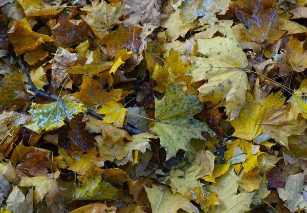 Herbstblätter Gelb Und Rot Textur Hintergrund — Stockfoto