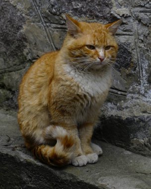       Gri duvarda kırmızı bir kedi.   