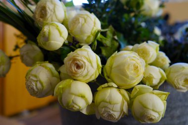 Beyaz güller yakın plan. Yeşil bir arkaplanda. 