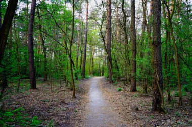 Baharın başında ormandaki manzara, sarı ve yeşil yapraklar. seçici odak.  