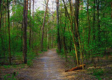 Baharın başında ormandaki manzara, sarı ve yeşil yapraklar. seçici odak.  