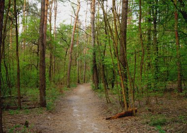   Sonbaharın başında ormanda manzara, sarı ve yeşil yaprakları. seçici odaklama 