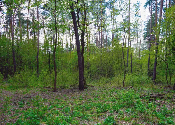 Landskap Skogen Början Hösten Gula Och Gröna Löv Selektivt Fokus — Stockfoto