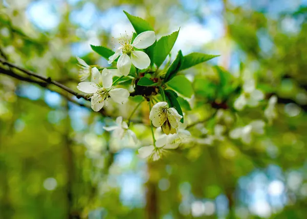 Printemps Fleur Cerisier Fleurs Blanches Close — Photo