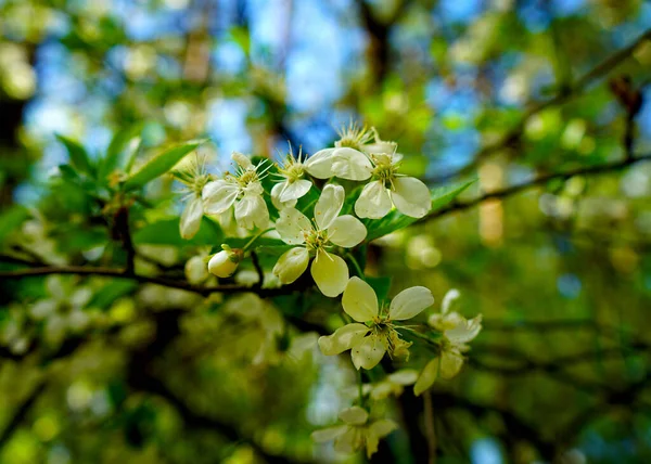 Bahar Kiraz Çiçekleri Beyaz Çiçeklerle Yakın Plan — Stok fotoğraf