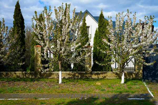 Cerejas Florescentes Perto Das Casas Dia Primavera — Fotografia de Stock