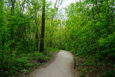  Bahar ormanı, kozalaklar, yaprak döken ağaçlar, yollar. seçici odak                   