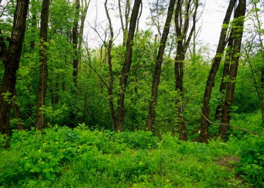  Bahar ormanı, kozalaklar, yaprak döken ağaçlar, yollar. seçici odak                   