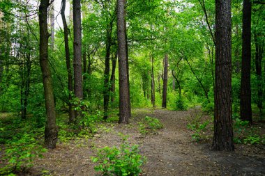  Bahar ormanı, kozalaklar, yaprak döken ağaçlar, yollar. seçici odak                   