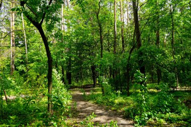  Bahar ormanı, kozalaklar, yaprak döken ağaçlar, yollar. seçici odak                   