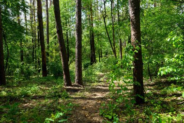  Bahar ormanı, kozalaklar, yaprak döken ağaçlar, yollar. seçici odak                   