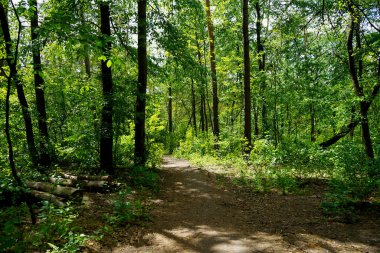  Bahar ormanı, kozalaklar, yaprak döken ağaçlar, yollar. seçici odak                   