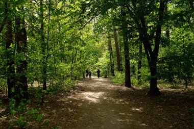         İnsanlar bir bahar günü parkta yürür kozalaklı ve yaprak döken ağaçlarda.      