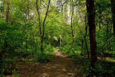  Bahar ormanı, kozalaklar, yaprak döken ağaçlar, yollar. seçici odak                   
