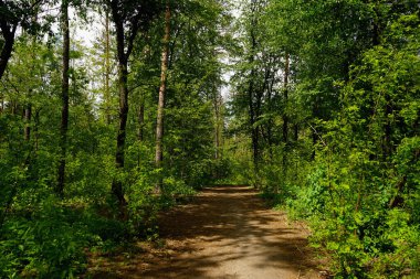 Bahar ormanı, kozalaklar, yaprak döken ağaçlar, yollar. seçici odak                   