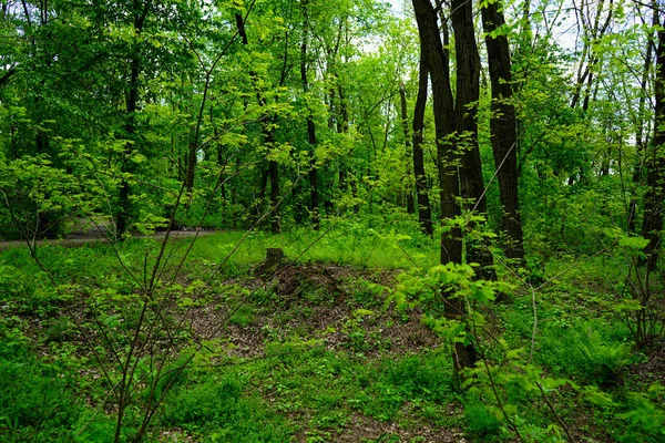 Foresta Primaverile Conifere Latifoglie Strade Focus Selettivo — Foto Stock