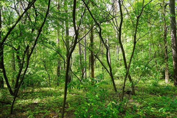 春の森 針葉樹や落葉樹 選択的焦点 — ストック写真