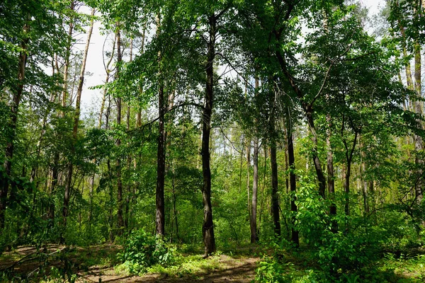 Foresta Primaverile Conifere Latifoglie Strade Focus Selettivo — Foto Stock