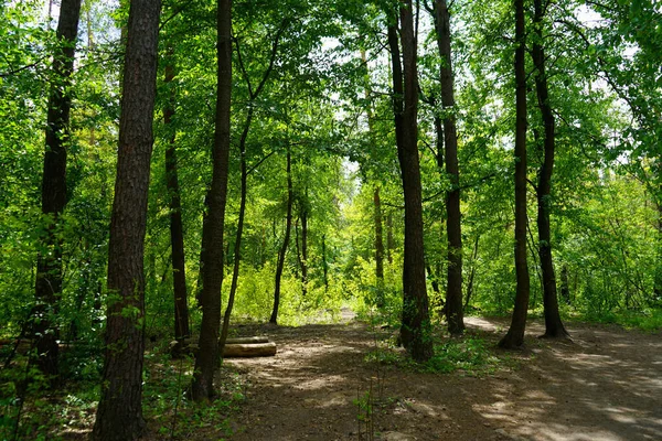 春の森 針葉樹や落葉樹 選択的焦点 — ストック写真