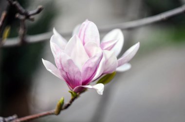 Baharda çiçek açan manolya