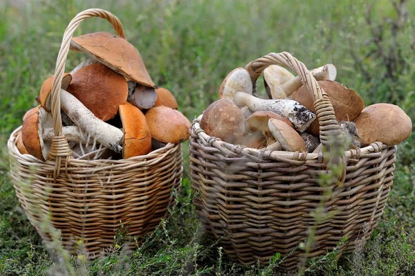 Basket with forest mushrooms — Stock Photo, Image