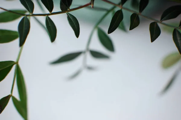 Πράσινα φύλλα σε λευκό φόντο Φωτογραφία Αρχείου