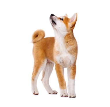 Akita Inu safkan yavru köpek 