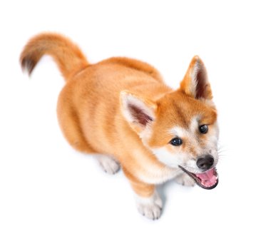 Akita Inu safkan yavru köpek 