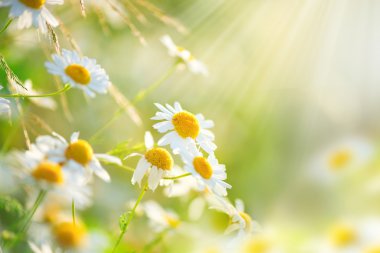 Chamomile field flowers border.  clipart