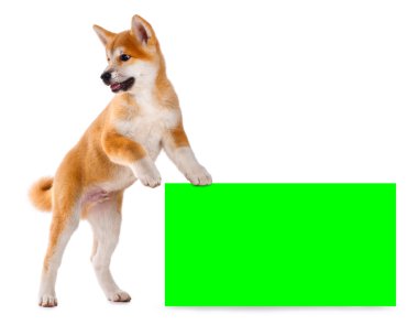 Akita Inu safkan yavru köpek 