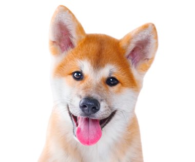 Akita Inu safkan yavru köpek 