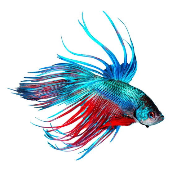 Colorful Dragon fish — Stock Photo, Image