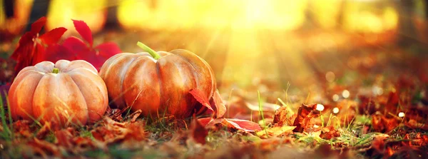 Autumn Halloween pumpkins. — Stock Photo, Image