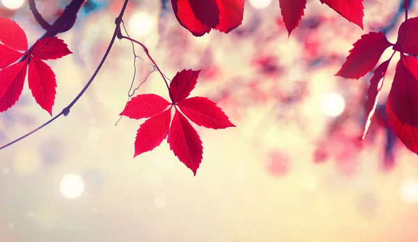 Foglie colorate autunno — Foto Stock
