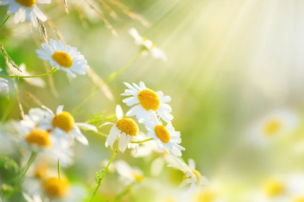 Chamomile field flowers border. — Stock Photo, Image