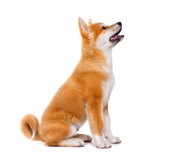 秋田犬の純血種の子犬犬 — ストック写真