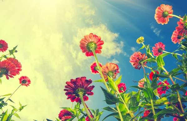 Mavi gökyüzü üzerinde sonbahar çiçekler. — Stok fotoğraf